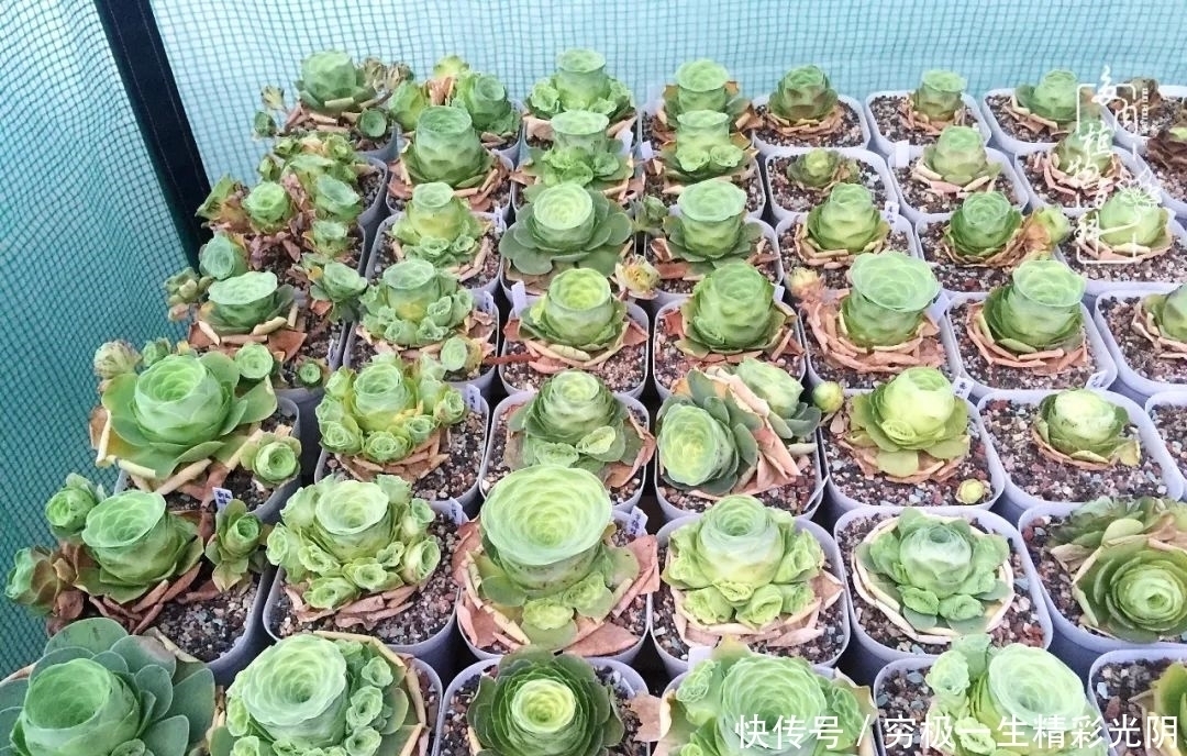 山地玫瑰的那些事儿关于养护过程中遇到的灵魂18问