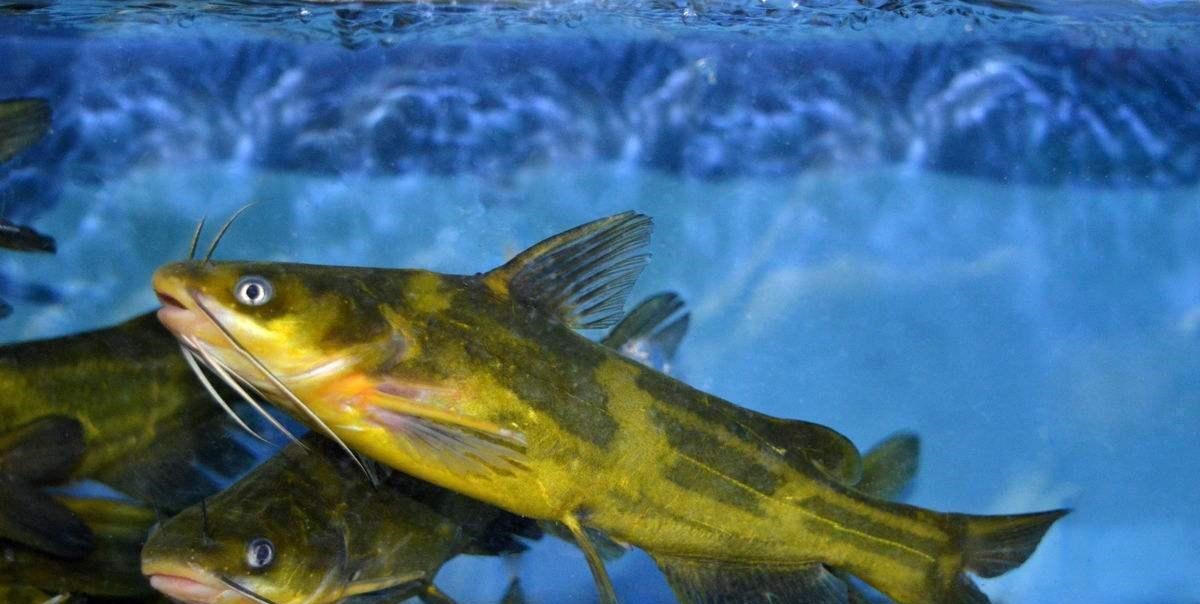 钓鱼必须鱼钩必须躺底打破传统方式,钓底钓浮都上鱼