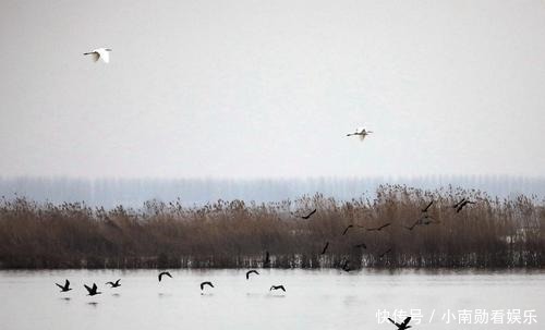 冬日的焦岗湖国家湿地公园｜水天一色 飞鸟翱翔