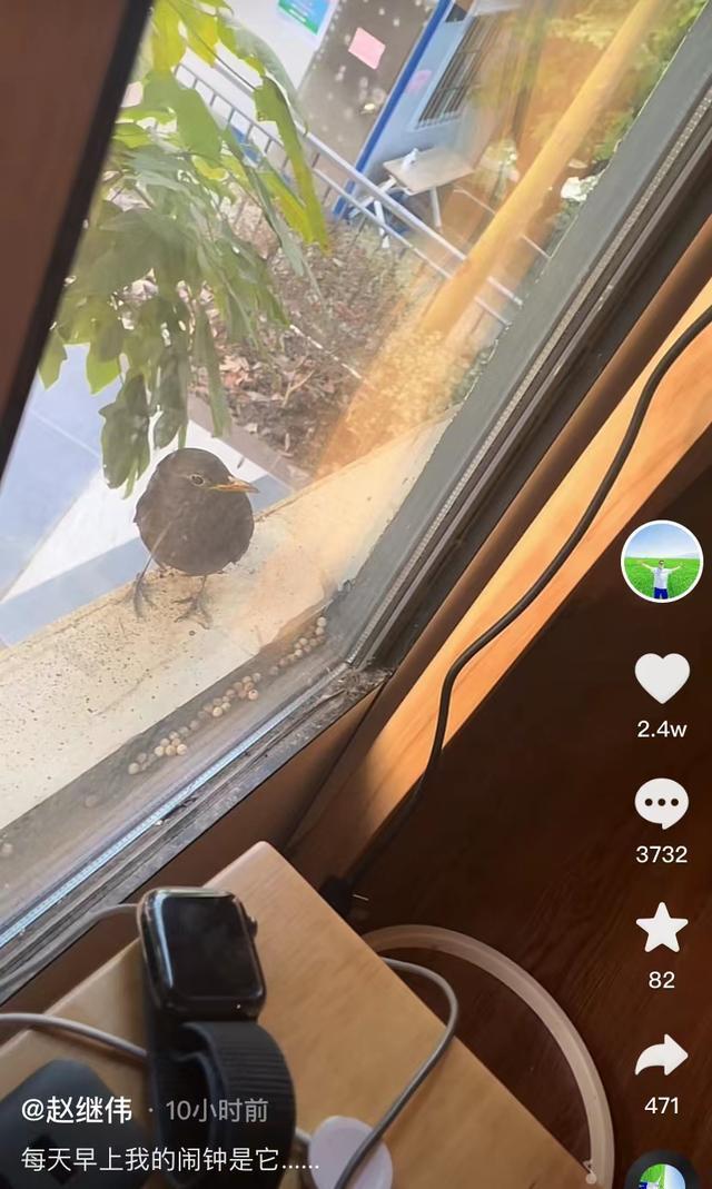 闹钟|男篮隔离欢乐多!郭艾伦憋疯了,赵继伟设动物闹钟,周鹏苦中作乐