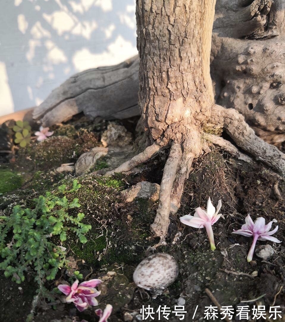 技巧|茉莉花养成“老桩”,1次开花上百朵,满园花香,技巧有4个