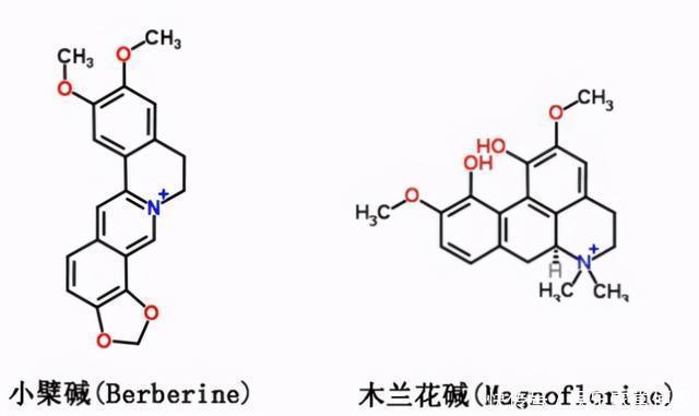 被子植物我就是要开最多彩的花,传最高效的粉!
