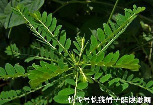 野草|感冒咳嗽老不好,不要不停吃药,不妨试试此野菜,化痰止咳润肺