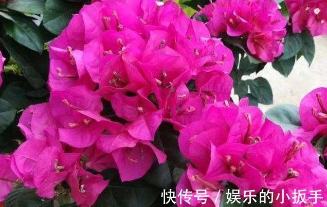 入冬后三角梅,月季,茉莉怎么养,学会这些技巧,叶片绿开花旺