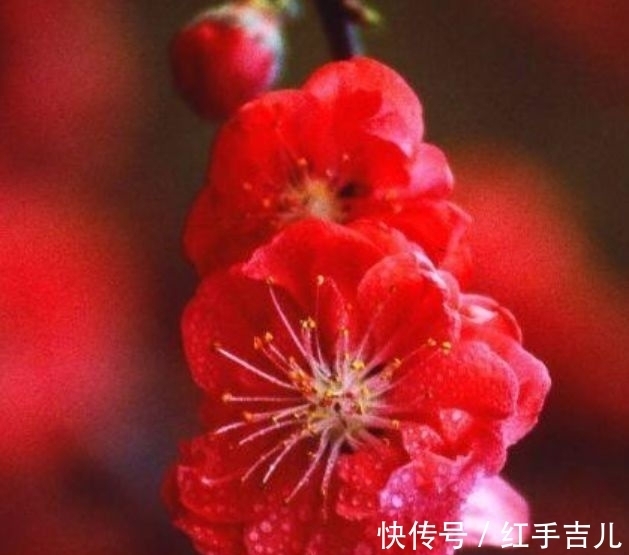 此花超漂亮,沾土就活,开花又大又艳,红红火火好运来!