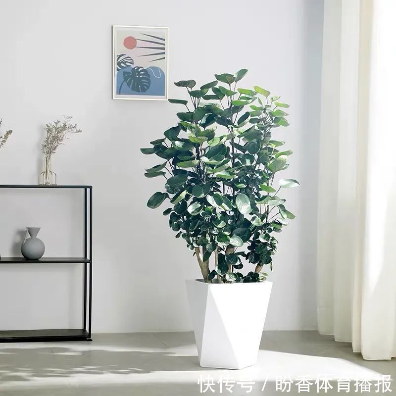 6种“转运花”,最合适养客厅,漂亮大气,富贵又吉利