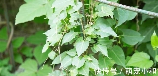 小时候经常见的17种植物,很熟悉却叫不上名字,现在终于知道了