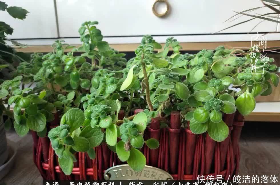 从无到有,四年坎坷多肉路,沉迷肉海难以自拔!