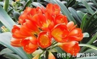 养花就用好花肥,2种宝贝,路边捡点,不花一分钱,养啥都旺盛!