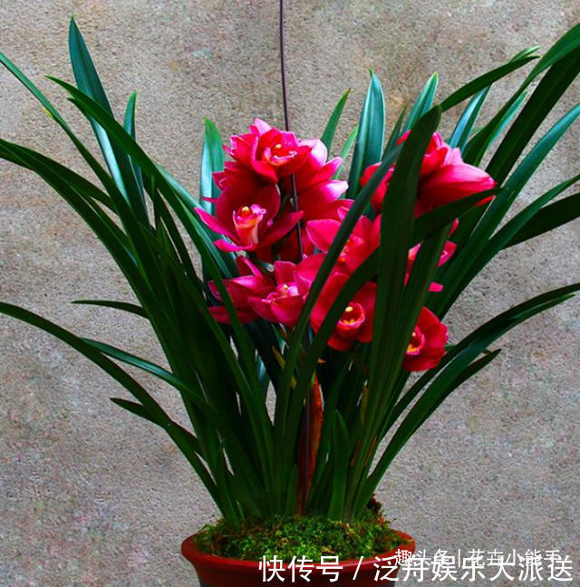 开花|此兰花,今年非常“火爆”,上盆效果很棒,是名副其实的开花机器