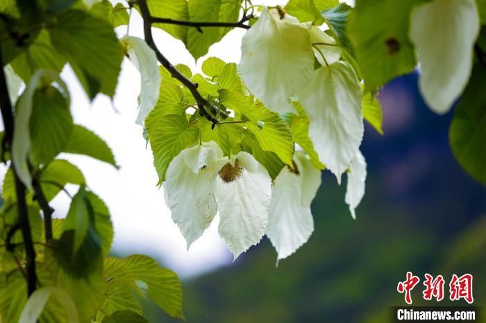 湖北神农架：珙桐花开如白鸽翩飞