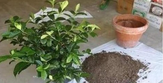 “花”也是“酒鬼”这8种花,1月喝2次,长得却非常好看葱绿!