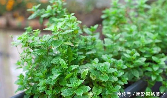 薄荷|如何把薄荷养到爆盆,几分钟就可以学会,再也没有蚊虫的叮咬