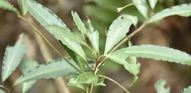 中药|农村山里的一种树，果实像樱桃，是一种珍稀中药