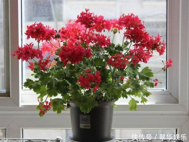 养花|养花的秘密小盆养好花,大盆养死花,知道为什么吗