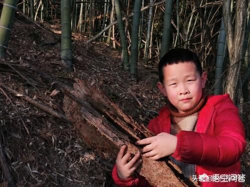 柳树皮、松树皮，所有盆栽花卉能使用吗？