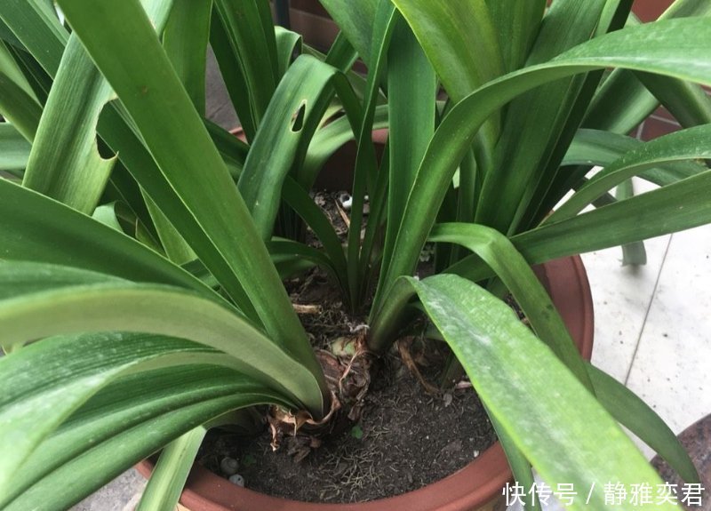 8种花,秋天翻盆顺便分株,一盆变多盆,明年光买盆就足够了