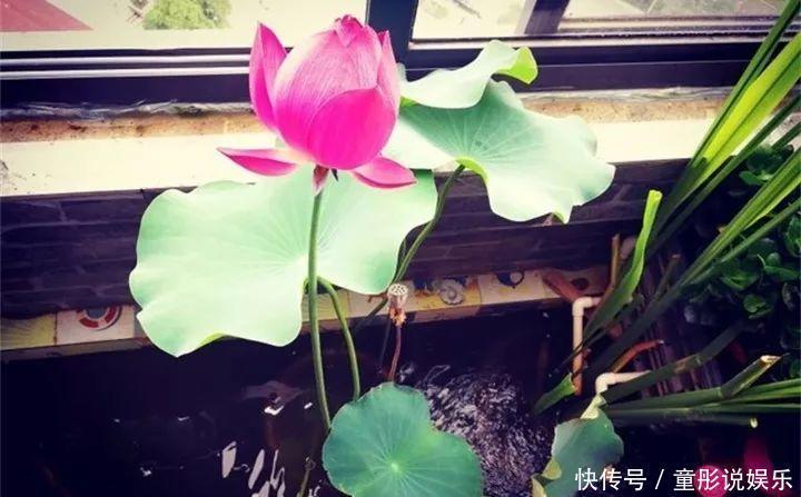 晒不死的6种花,扔阳台不用管,越晒花越多!