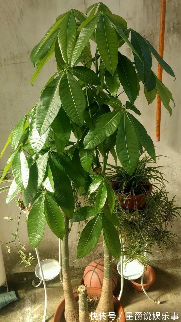 7种大盆栽，冬天正“虚弱”，赶紧断水，多浇一杯水，灌死一大片
