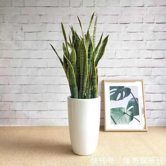 干尖|这3种花养久了要“换盆”,老根旧根修剪掉,干尖黄叶都不来