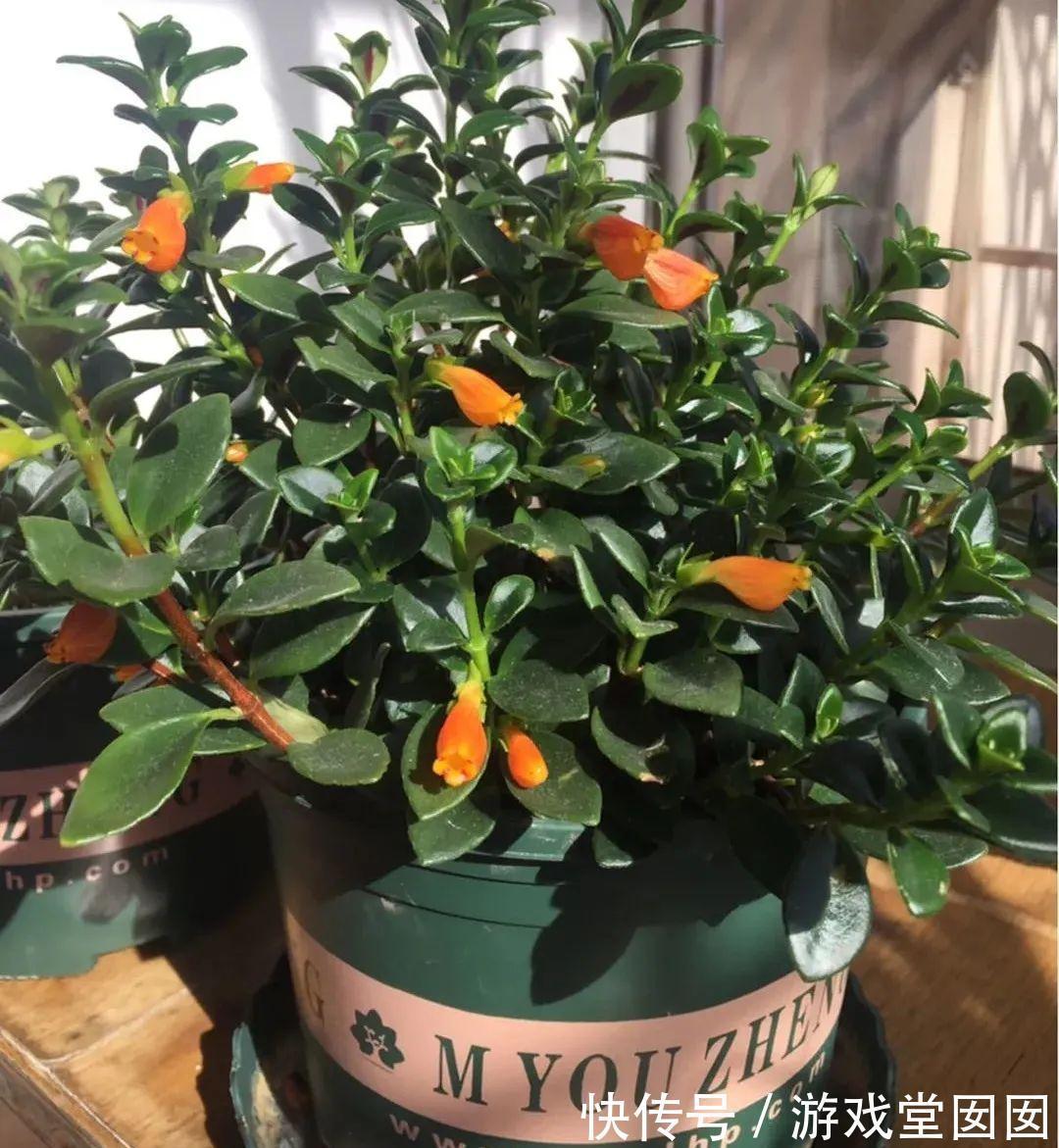 给花喷点它，叶片油绿茂密，花苞嘟噜噜冒出来