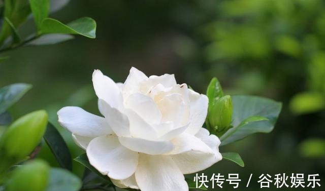 gt|磷酸二氢钾“使用方法”!怎么用什么时候用,有不少注意事项!