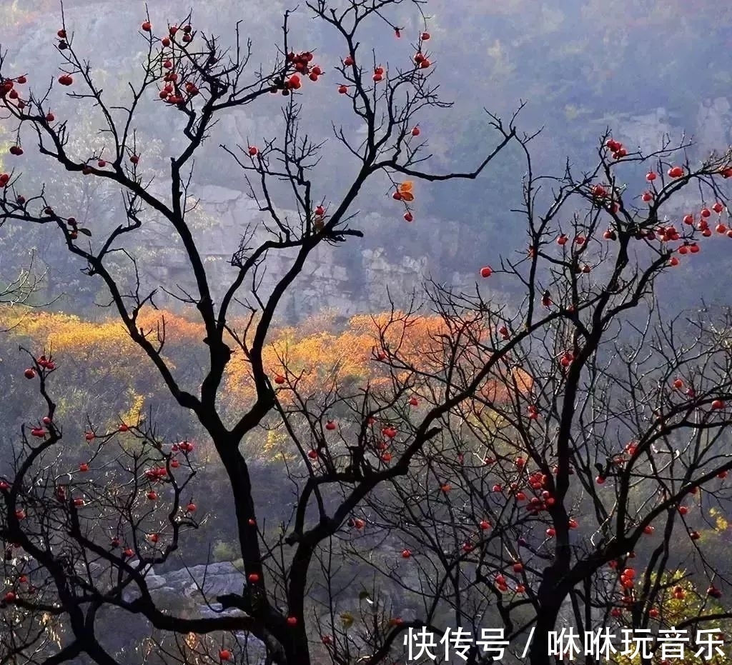 青天河景区|青天河｜金秋时节，来这座“红叶王国”感受那“枫”情万种的美！