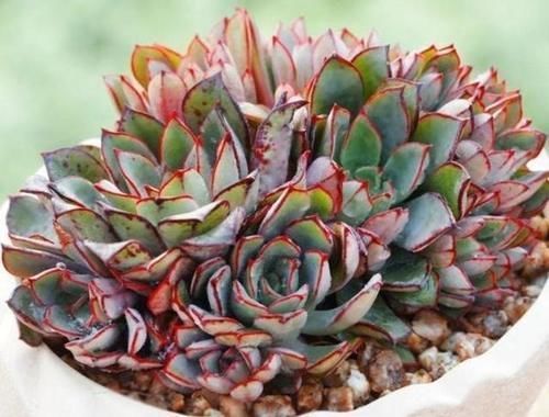 来自“童话里”的6款多肉,满满都是回忆,听名字就很想养上一盆