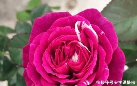 新手养花,就养堪比“开花机器”,比牡丹艳,比木香花还香的花卉