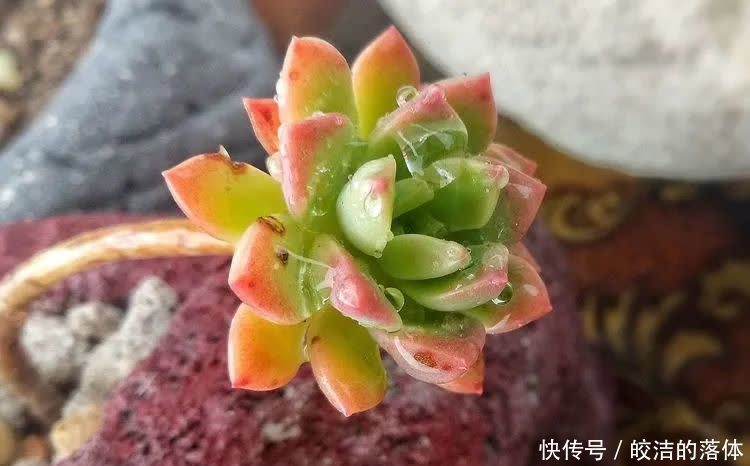 如莲似花,美好心情由你而始!