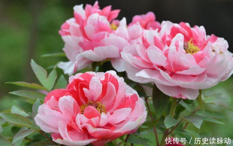 4种福运花,自带福气好养活,不用费心,就能长的特别好