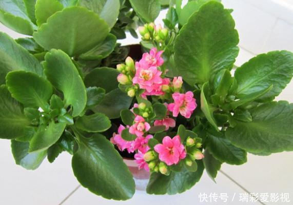 温度|不愿长寿花冬天黄叶、花刚开就掉落,浇水切记遵循这3规则