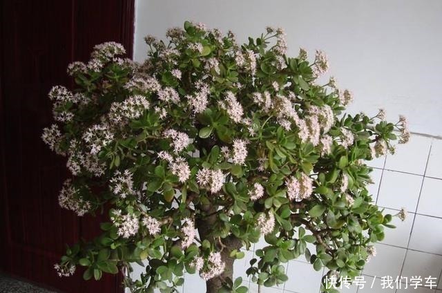 普货|4种能成“传家宝”的花,越老越值钱,养几年价格轻松翻倍!