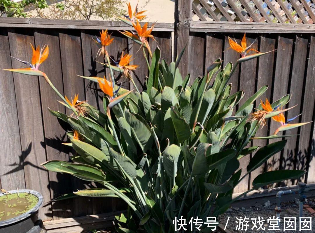 给花喷点它，叶片油绿茂密，花苞嘟噜噜冒出来