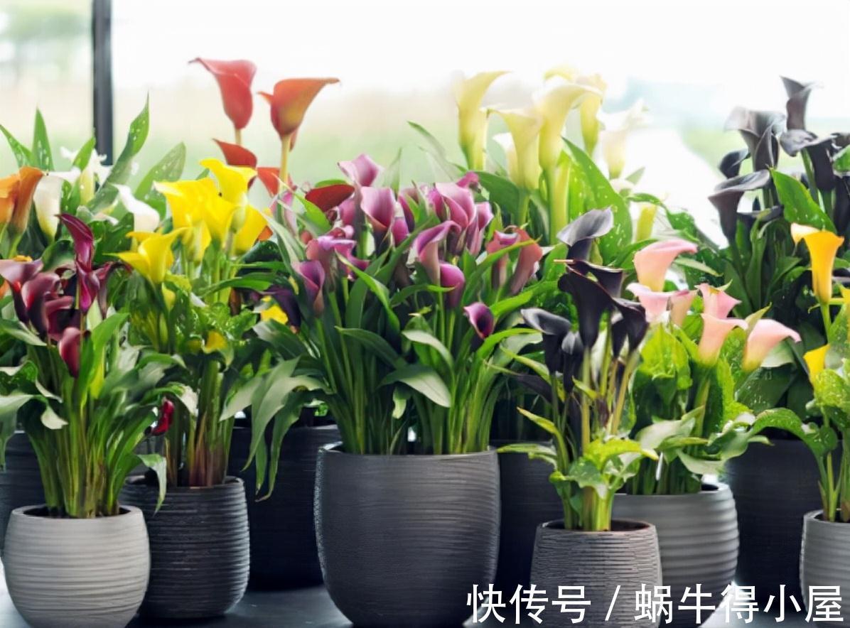 喜欢水的“7种花”,天天浇水也不怕,适合勤快的人