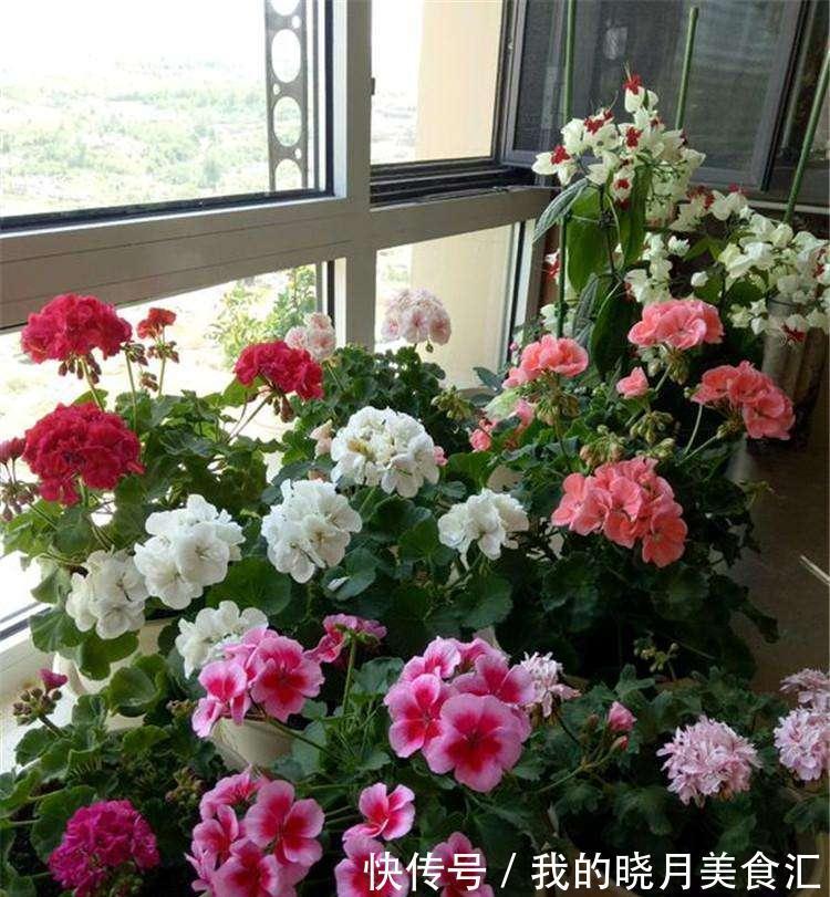 天冷就养“6种花”,越冷越爱开花,吉祥“喜庆”又高档