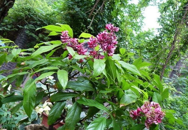 鸡血藤花色十分艳丽,藤枝还能流出“鸡血”,非常独特美丽!