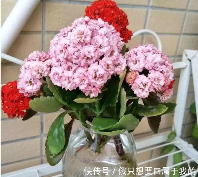 春天养此款花卉，好养易打理，花色柔美，花朵烂漫迷人，美爆了