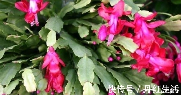 冬天蟹爪兰长不好?花盆里放点它,暖冬给你一个惊喜!