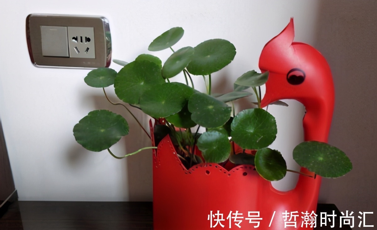 养花缺少花盆的话,多收集些它们“加工”就够了!