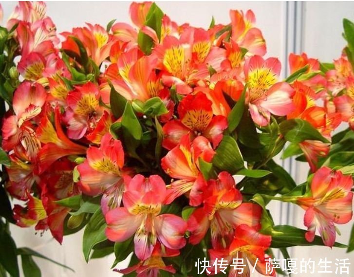 这些花卉美过玫瑰，一年四季花开不停，惊艳如花球，美翻了