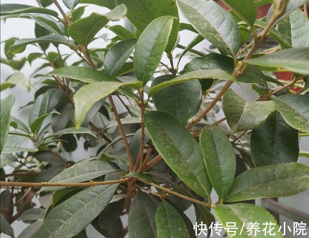 花芽|桂花长花苞期，给它补上1种肥，开花早香味浓