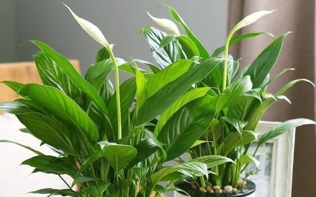 使用硫酸亚铁，“靠谱”方法教给你，植物不黄叶，北方花友都喜欢