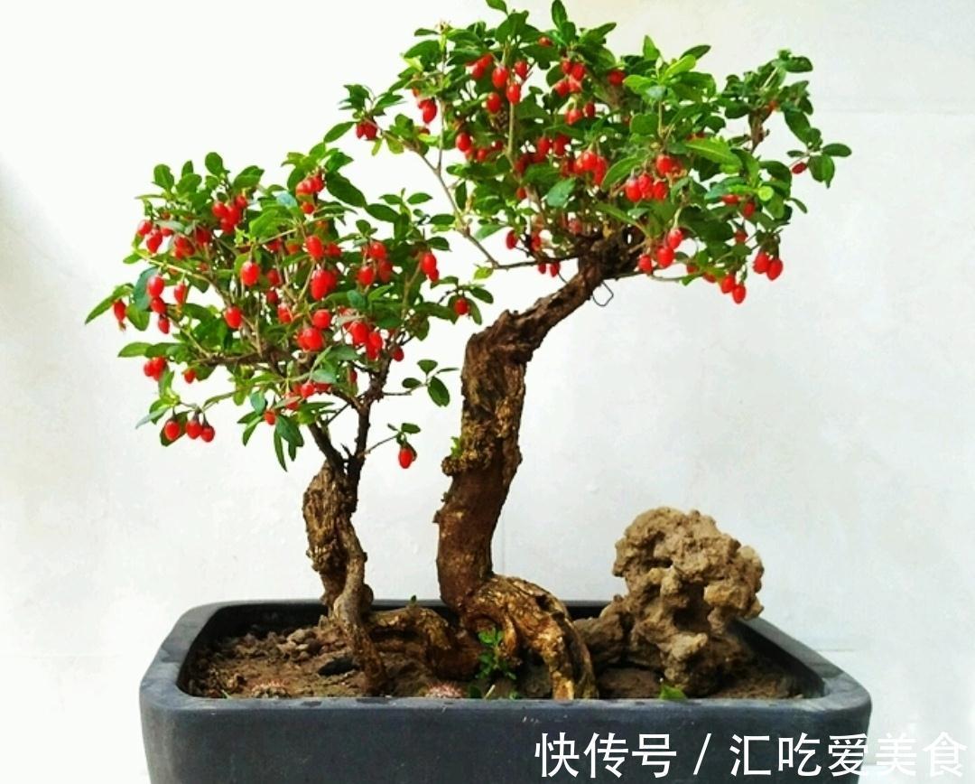 农村常的3种“疙瘩树”,树桩古朴苍劲,适合做成盆景观赏