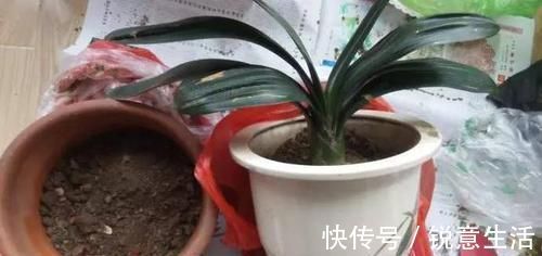君子兰换盆之后有几个注意事项,做好就省下了“缓苗”