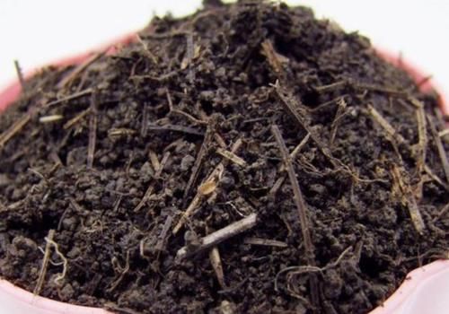 松针土采集回来,怎样处理才能养花?教你制作松针土