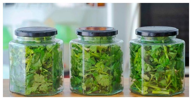 香菜保存有诀窍，3种储存方法，随吃随取，不发黄不腐烂，去试试