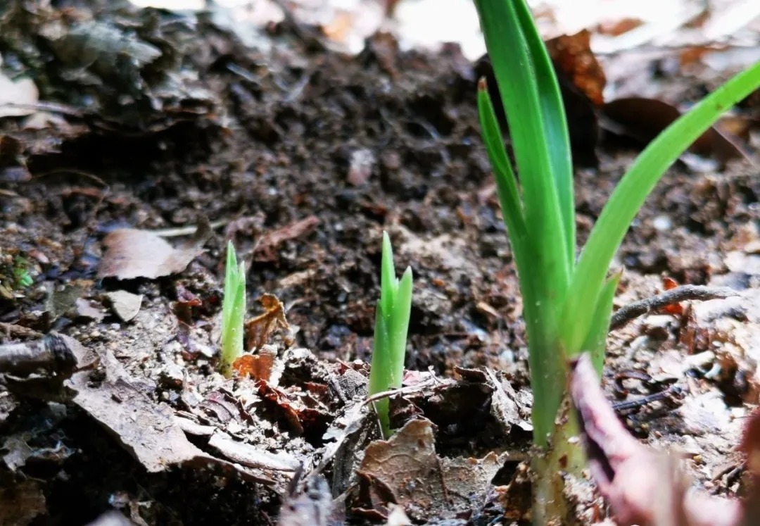 野生|家养兰花常发病,为什么野外的兰花病害少?兰友一语道破玄机