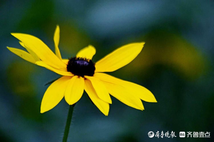 这种菊花您见过吗？济南泉城公园黑心金光菊花开别致|花开齐鲁| 金光