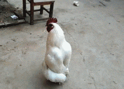 |搞笑GIF趣图:养了三年的狗子,但看这眼神,我知道该吃狗肉了